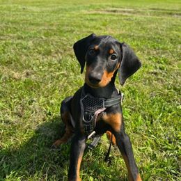 Doberman Pinscher Puppies from Aaliyah’s Dobies