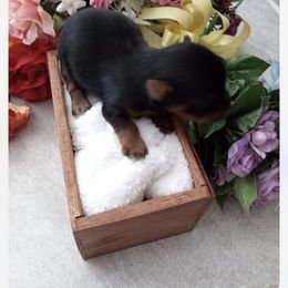 Yorkshire Terrier Puppies from ASA Yorkies