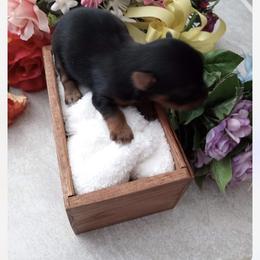Yorkshire Terrier Puppies from ASA Yorkies
