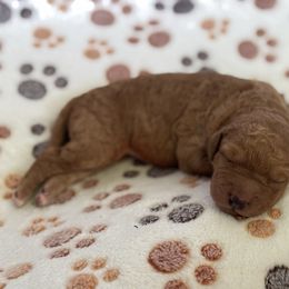 Slinky White Collar - Red  male Goldendoodle puppy in Lexington, North Carolina from Deborah’s Doodles