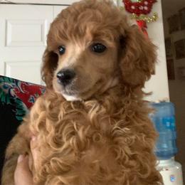 Ruby - Red  female Poodle puppy in Winter Haven, Florida from Herdez’s Poodles