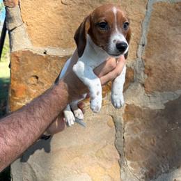 Gus - Piebald male Dachshund puppy in Aurora, Missouri from Baker Farms