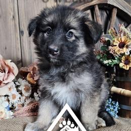 Moxie - Black and tan female German Shepherd puppy in Sequim, Washington from German Shepherd Haus