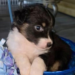 Leprechaun - Black tri male Miniature Australian Shepherd puppy in Nashville, Tennessee from Little B’s Aussies