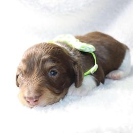 Xylo 1900 - Piebald male Dachshund puppy in Sonora, Kentucky from Maple Hill Miniature Dachshunds