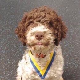 Lagotti Romagnoli from Primo Lagotto Romagnolo