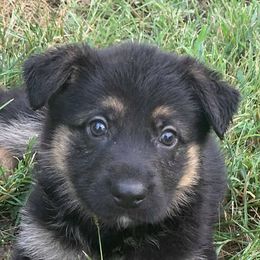 German Shepherd Puppies from My K9 Guardian