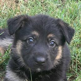 German Shepherd Puppies from My K9 Guardian
