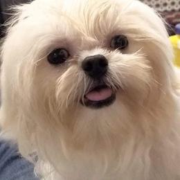 Alastor - Shih Tzu