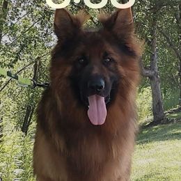 Elmer - German Shepherd