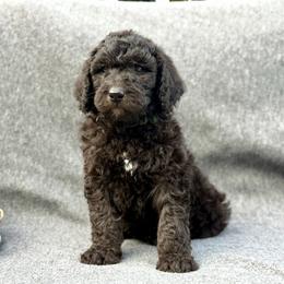 Clyde - Phantom male Goldendoodle puppy in Rainier, Oregon from Beaver Springs Puppies