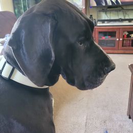 Great Dane All Grown Up from Fancy Danes
