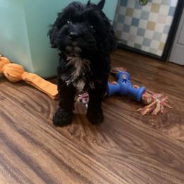 Cavapoo, Cockapoo, Goldendoodle, and Maltipoo Puppies from Perdue Puppies