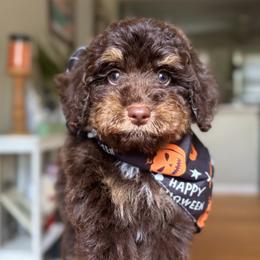 Zero - Brown and white male Bernedoodle puppy in Munster, Indiana from Miranda’s Sunshine Poodles and Doodles