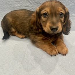 Dachshund Puppies from RGZ Doxies