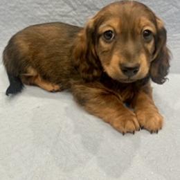 Dachshund Puppies from RGZ Doxies