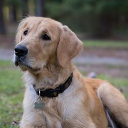 Piper - Golden Retriever