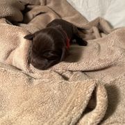 Hunter - Chocolate Boykin Spaniel puppy in Arkansas from Arklahoma Boykins