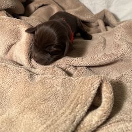 Hunter - Chocolate Boykin Spaniel puppy in Arkansas from Arklahoma Boykins