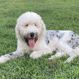 Tuck - Sheepadoodle