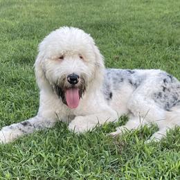 Tuck - Sheepadoodle