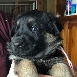 German Shepherd Puppies from Peakes Brook Shepherds