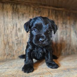 Eddie - Parti male Yorkshire Terrier puppy in Mountain Grove, Missouri from Precious Puppies