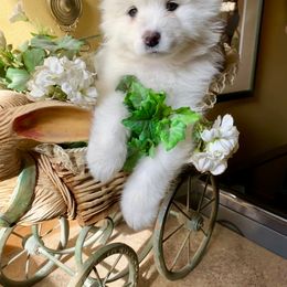 Samoyed Puppies from Falling cedar farm samoyeds