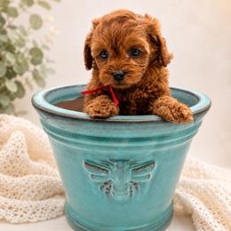 Janet - Red female Cavapoo puppy in Cedar City, Utah from Cedar Sprout Puppies