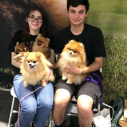 Pomeranian All Grown Up from ShowPomeranians