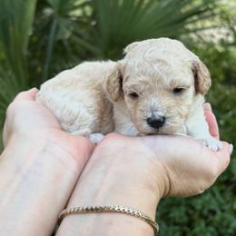 Cream - Cream female Goldendoodle puppy in Fort Myers, Florida from Daisy Doodles LLC