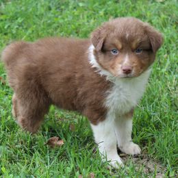 Ivan - Red tri-color male Australian Shepherd puppy in Kansas, Oklahoma from Windy G Farm