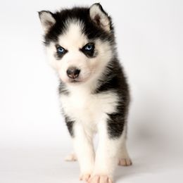Hypatia - Black and white Siberian Husky puppy in Meadow Vista, California from Thistle Hill Canine
