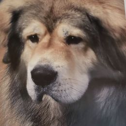 Tibetan Mastiff All Grown Up from Mystical kennel