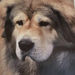 Tibetan Mastiff All Grown Up from Mystical kennel