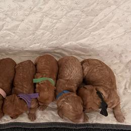 Goldendoodle puppies from Pawmetto Goldendoodles
