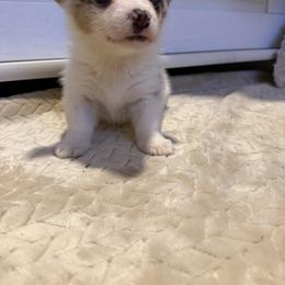 Patches - Blue merle and white male American Corgi puppy in Decatur, Texas from Bar S Corgis