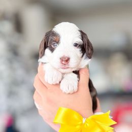 Zeta - Tri-color female Bernedoodle puppy in Ontario, California from Teddy Doodles & Standard Poodles