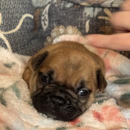 Disco - Fawn female French Bulldog puppy in Girard, Kansas from Frenchie Kingdom