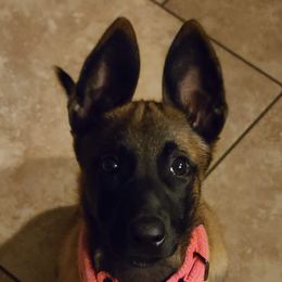 Belgian Malinois from In Harmony K9