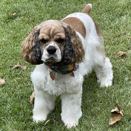 Finn - Cocker Spaniel