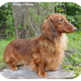 YURI - AKC Stud - Red male Dachshund puppy in Graceville, Florida from Misty's 101 Doxies