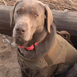 Dilute Retrievers and Labrador Retrievers from RidgeView Silver Labradors