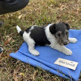 Marshall - White black and tan male Wire Fox Terrier puppy in Timberlake, North Carolina from Lyndon Meadow Farm