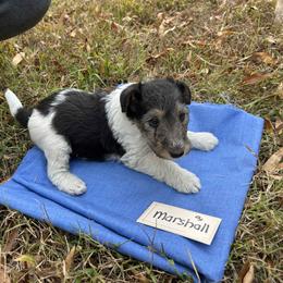 Marshall - White black and tan male Wire Fox Terrier puppy in Timberlake, North Carolina from Lyndon Meadow Farm