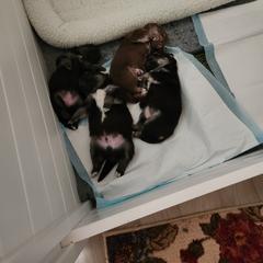 Finnish Lapphund Puppies from Tulikettu Kennel