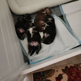 Finnish Lapphund Puppies from Tulikettu Kennel