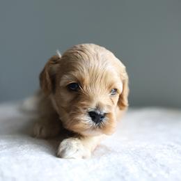 Joy - Red female Cockapoo puppy in Canastota, New York from Silver City Cockapoos
