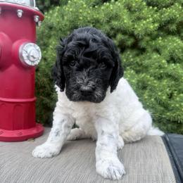 Black and white - Parti male Goldendoodle puppy in Mc Cutchenville, Ohio from Dawn's Doodles