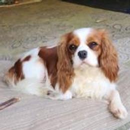Wrigley - Cavalier King Charles Spaniel